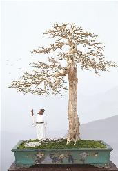 “揖翠凝生——2021中國(guó)盆景名城順德第三屆盆景大展”今日開幕